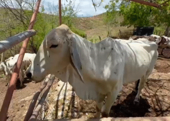 Oaxaca suma 844 casos de gusano barrenador en 82 municipios