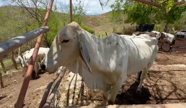 Oaxaca suma 844 casos de gusano barrenador en 82 municipios