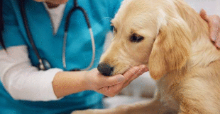 Cuida a tus mascotas