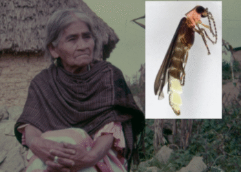 UNAM nombra María Sabina a nueva especie de luciérnaga