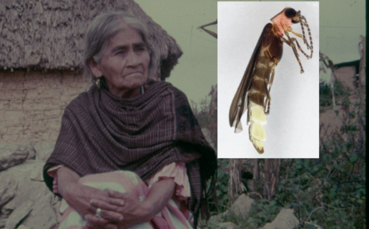 UNAM nombra María Sabina a nueva especie de luciérnaga