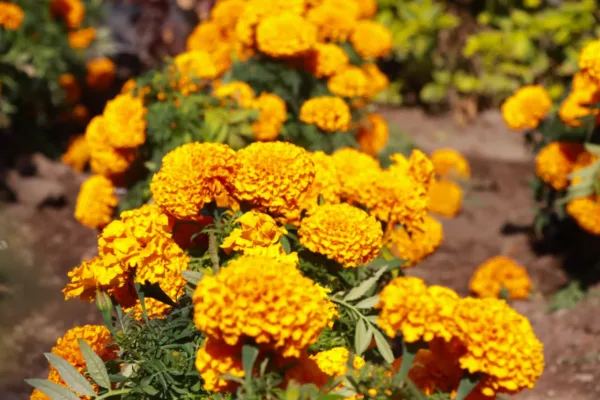 Estado de México, 30 de cotubre, 2025. Chimalhuacán impulsa producción y venta directa de flor de cempasúchil. AMEXI / FOTO: Luis Ayala