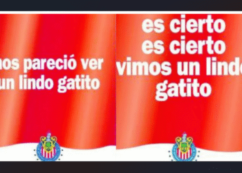 En alusión a Vergara: Pumas recibe a Chivas como ¿“un lindo gatito”?