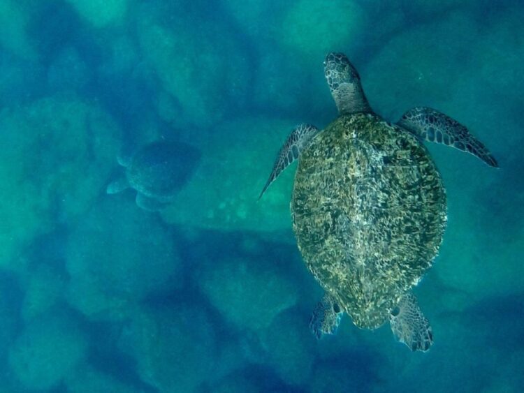 Cineteca Chapultepec tiene el plan para este fin de semana en CDMX