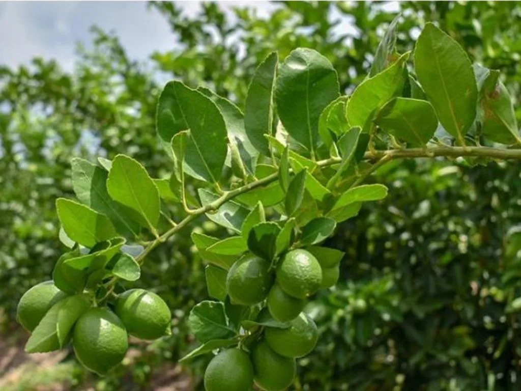 El Sistema Producto Limón, instancia de articulación nacional de productores, comercializadores, técnicos, investigadores y autoridades. AMEXI