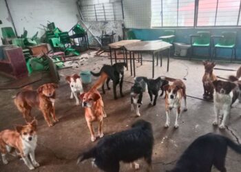 El ataque de perros ocurrió en una escuela de Huehuetoca. AMEXI Foto PGJEM