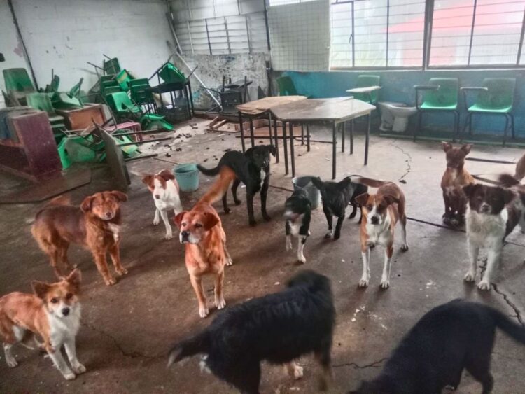 El ataque de perros ocurrió en una escuela de Huehuetoca. AMEXI Foto PGJEM