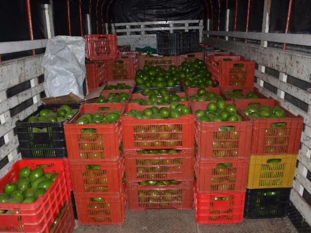 Aguacate 