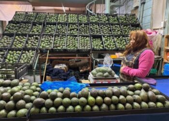 Convocan a paro nacional de productores de aguacate. AMEXI