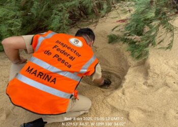 La Marina Armada de México informó que se protegieron mil huevos de tortuga marina ante las intensas lluvias en Cabo San Lucas.