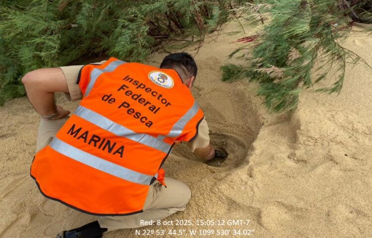 La Marina Armada de México informó que se protegieron mil huevos de tortuga marina ante las intensas lluvias en Cabo San Lucas.