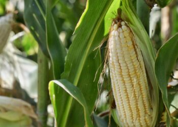 Hay nuevo precio de referencia para maíz blanco en Guanajuato, Jalisco y Michoacán