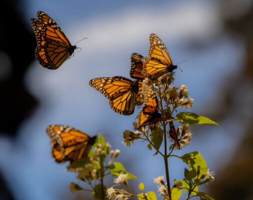 Ciudad de México, 25 de octubre, 2025. Somos parte del Vuelo, iniciativa del Gran Premio de la Ciudad de México. AMEXI / FOTO: Redes Sociales