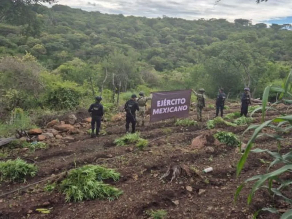 Michoacán Aseguran y destruyen 7 toneladas de marihuana en Turicato