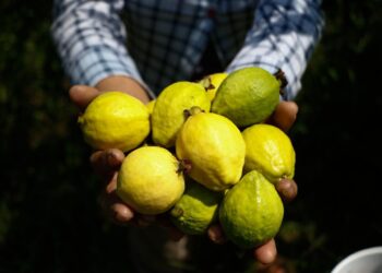 Michoacán se posiciona en producción de guayaba en el primer lugar nacional. 16 de octubre, 2025 / AMEXI / Foto: Cortesía SADER