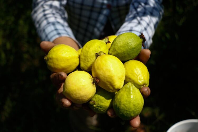Michoacán se posiciona en producción de guayaba en el primer lugar nacional. 16 de octubre, 2025 / AMEXI / Foto: Cortesía SADER