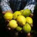 Michoacán se posiciona en producción de guayaba en el primer lugar nacional. 16 de octubre, 2025 / AMEXI / Foto: Cortesía SADER