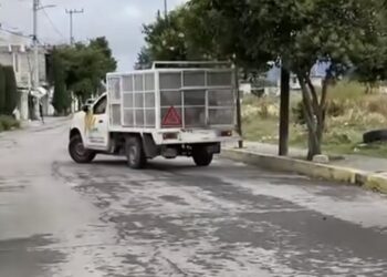 Polémica en Tecamac por retiro de perros callejeros. AMEXI / Foto Luis Ayala Ramos