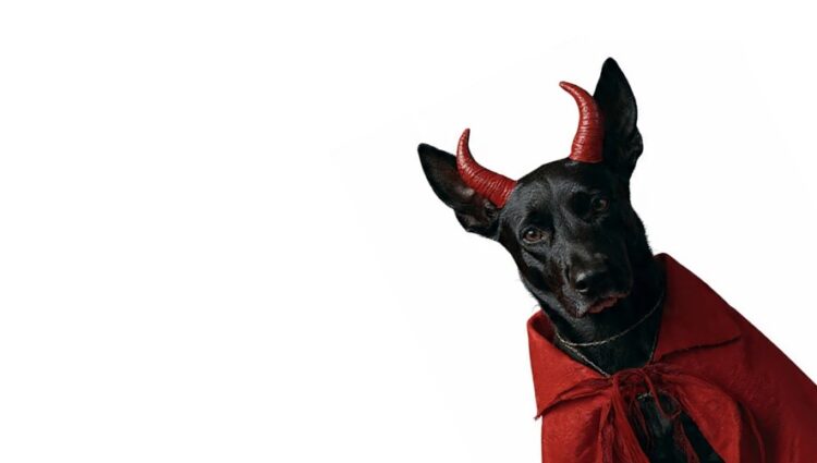 ¿Disfrazar a mi perro en Halloween o Día de Muertos, le causa algún daño?