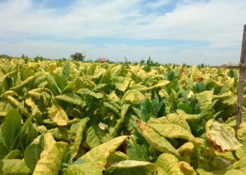 El impuesto a cigarros atenta contra la mitad de la industria