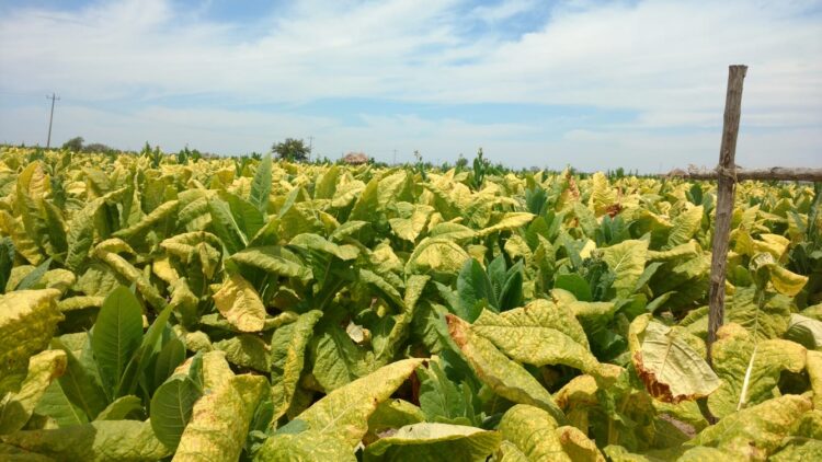 El impuesto a cigarros atenta contra la mitad de la industria