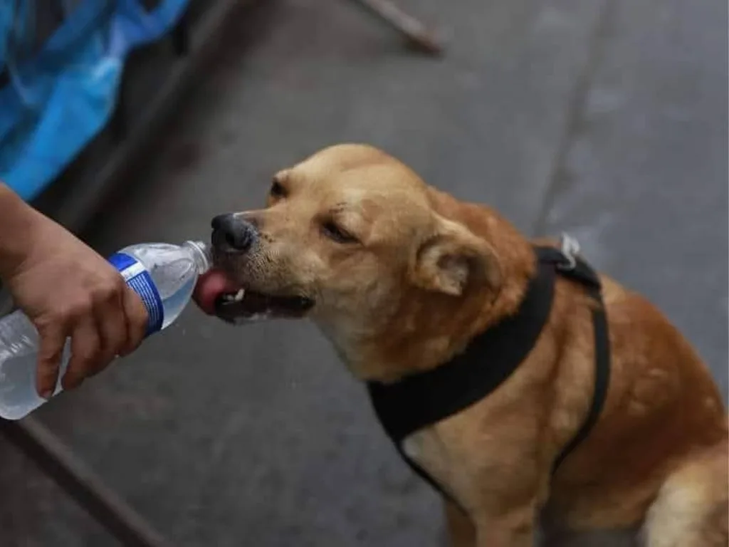 Perrito Chicles