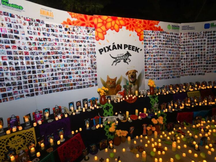 Pixán Peek en Mérida, para honrar la memoria de los animales de compañía que han partido.