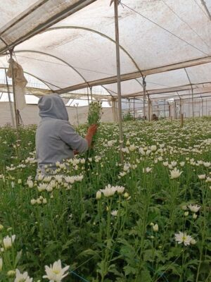 Estado de México, 22 de octubre, 2025. Productores de Tenancingo luchan por mantener viva la floricultura. AMEXI/FOTO: Luis Ayala
