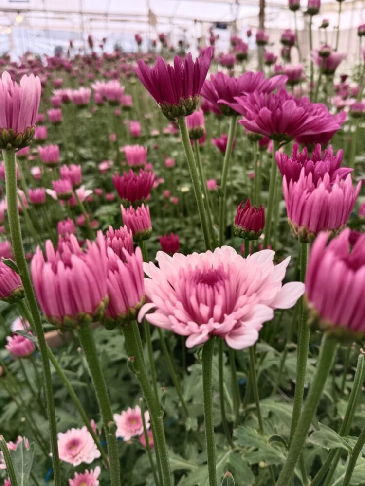 Estado de México, 22 de octubre, 2025. Productores de Tenancingo luchan por mantener viva la floricultura. AMEXI/FOTO: Luis Ayala