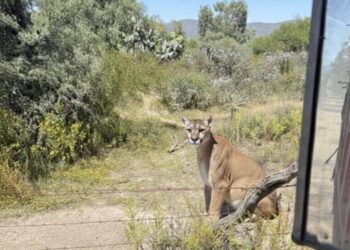Puma visto en el ayuntamiento de San Agustín Tlaxiaca, Hidalgo. Foto Especial