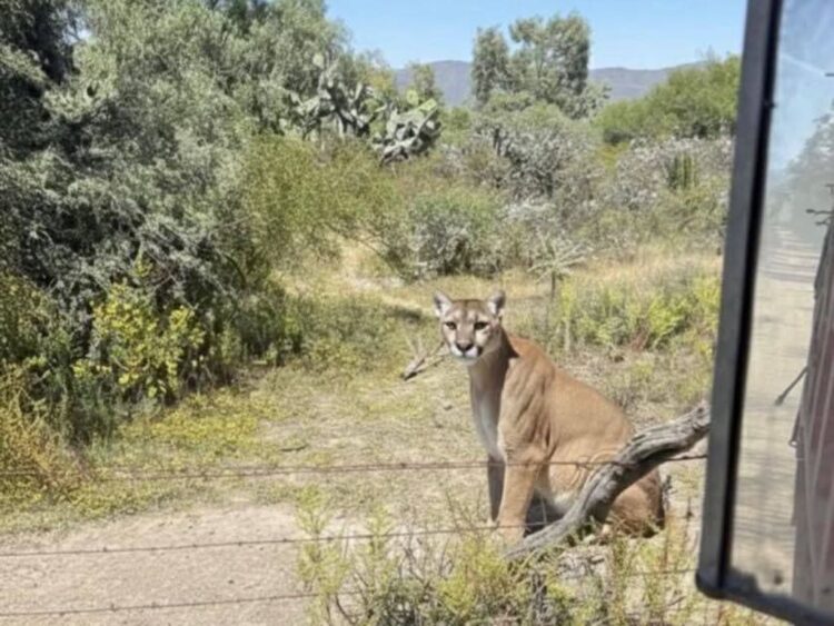 Puma visto en el ayuntamiento de San Agustín Tlaxiaca, Hidalgo. Foto Especial