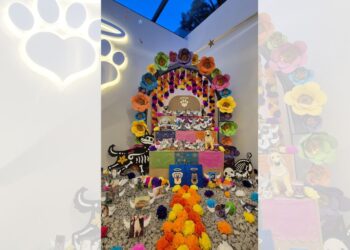 Mascotas en el recuerdo: Inauguran altar especial para Día de Muertos