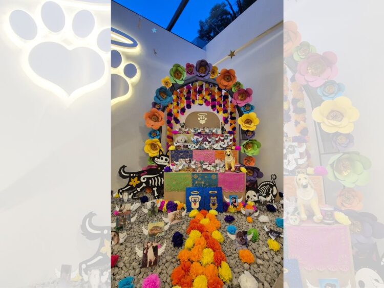 Mascotas en el recuerdo: Inauguran altar especial para Día de Muertos