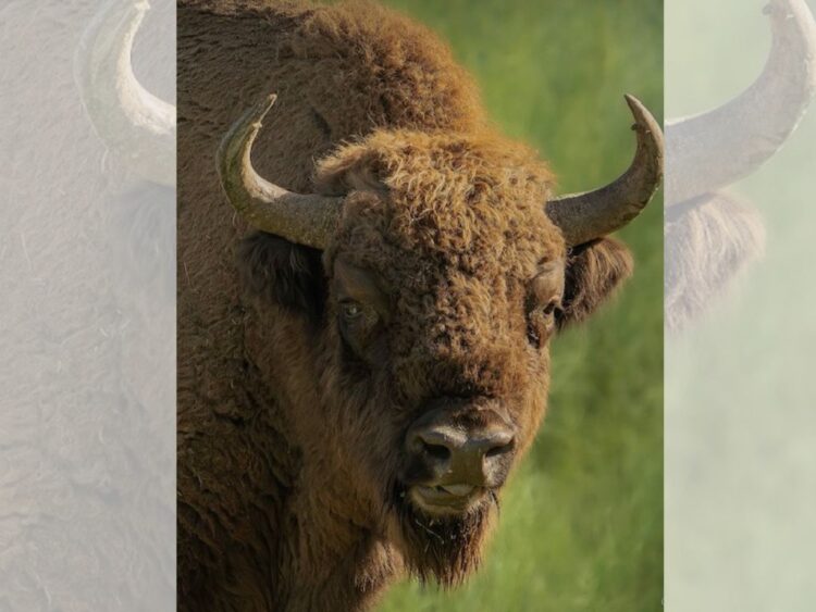 Fundación Pro Cuatrociénegas lucha por reintroducir el bisonte en México