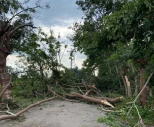 Desplome de árboles, de luminarias y de cableado en Veracruz por fuertes vientos