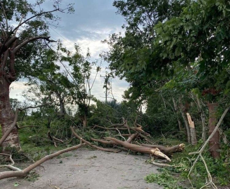 Desplome de árboles, de luminarias y de cableado en Veracruz por fuertes vientos