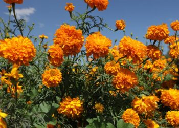 campos de cempasúchil