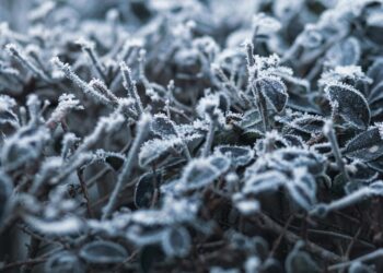 Frente frío 11 provoca primeras heladas en el norte del país | AMEXI/FOTO: Pexels