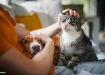 Eliminar IVA en alimentos para mascotas y el ISR al aguinaldo, proponen diputados panistas