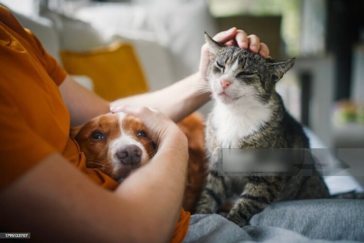 Eliminar IVA en alimentos para mascotas y el ISR al aguinaldo, proponen diputados panistas