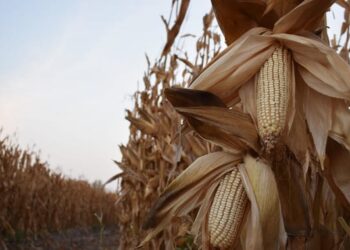 Acuerdan base histórica para el precio del maíz blanco.