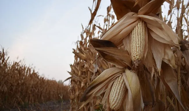 Acuerdan base histórica para el precio del maíz blanco.