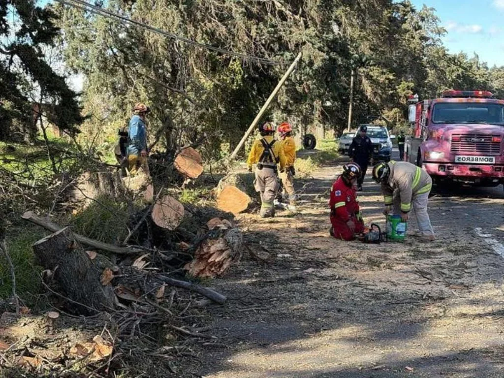 Cae árbol en Amecameca