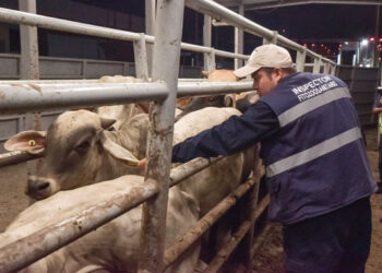 Con inversión de 2 mil mdp evitan dispersión de gusano barrenador.