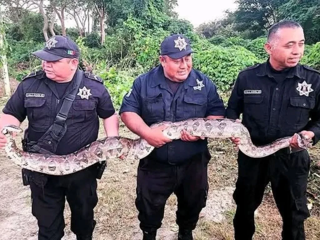 Breves informativas de estados