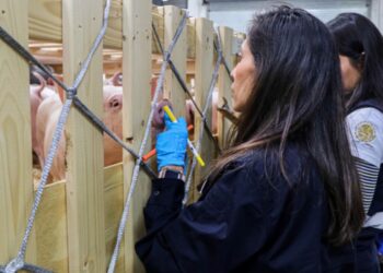 Peste Porcina Africana