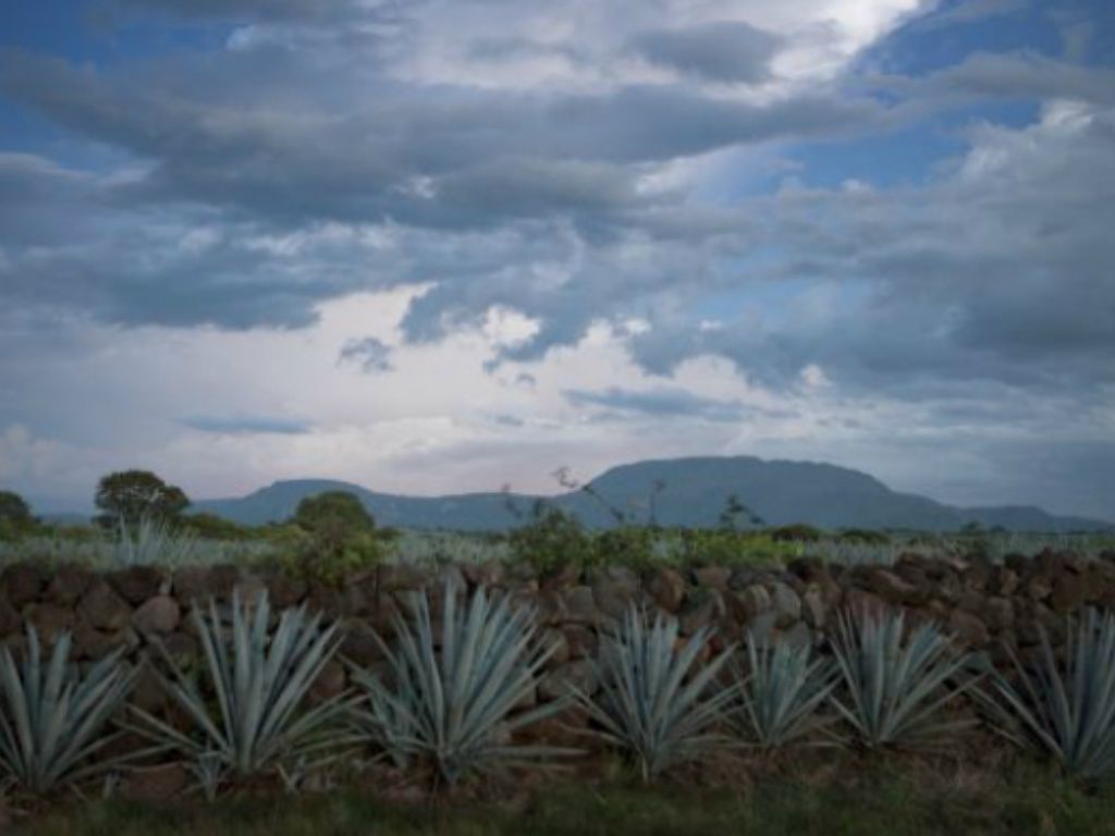 mezcal Oaxaca