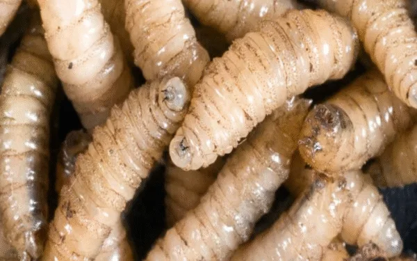 El gusano barrenador del ganado (Cochliomyia hominivorax)