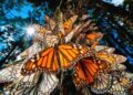 Mariposas monarca, el espectáculo de los bosques de oyamel. AMEXI