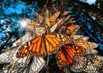 Mariposas monarca, el espectáculo de los bosques de oyamel. AMEXI